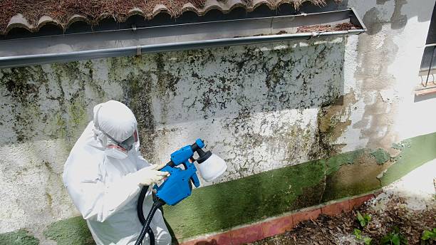 Mold Removal service in Topsfield